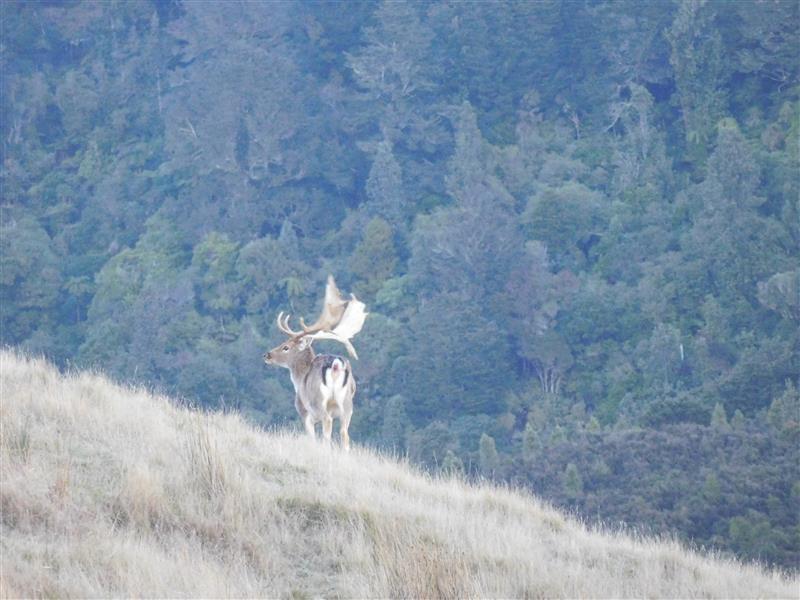 Fallow buck on the ridge 